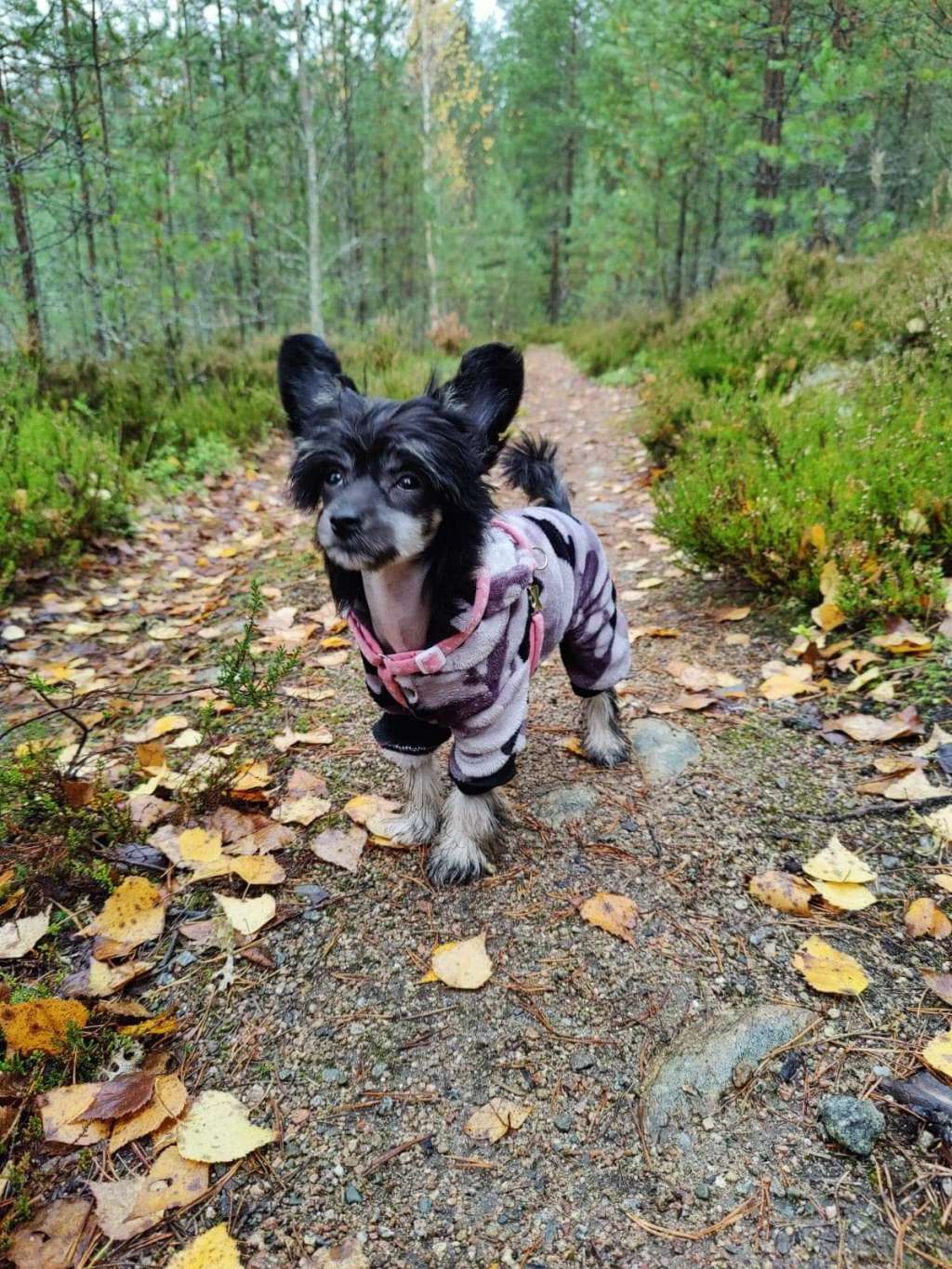 Viavrois Fast Fanfare