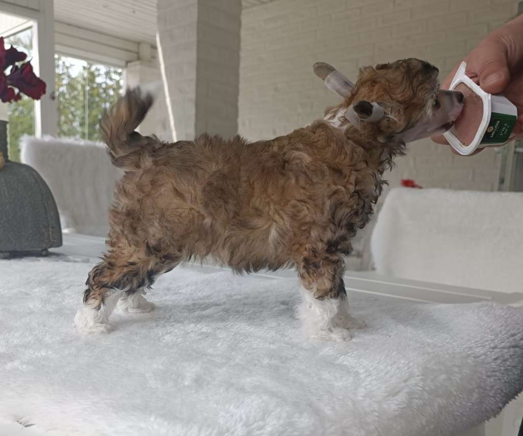 Jamming's Peace Frog