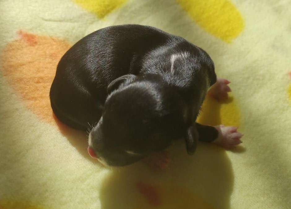 Armani Walnut Valley