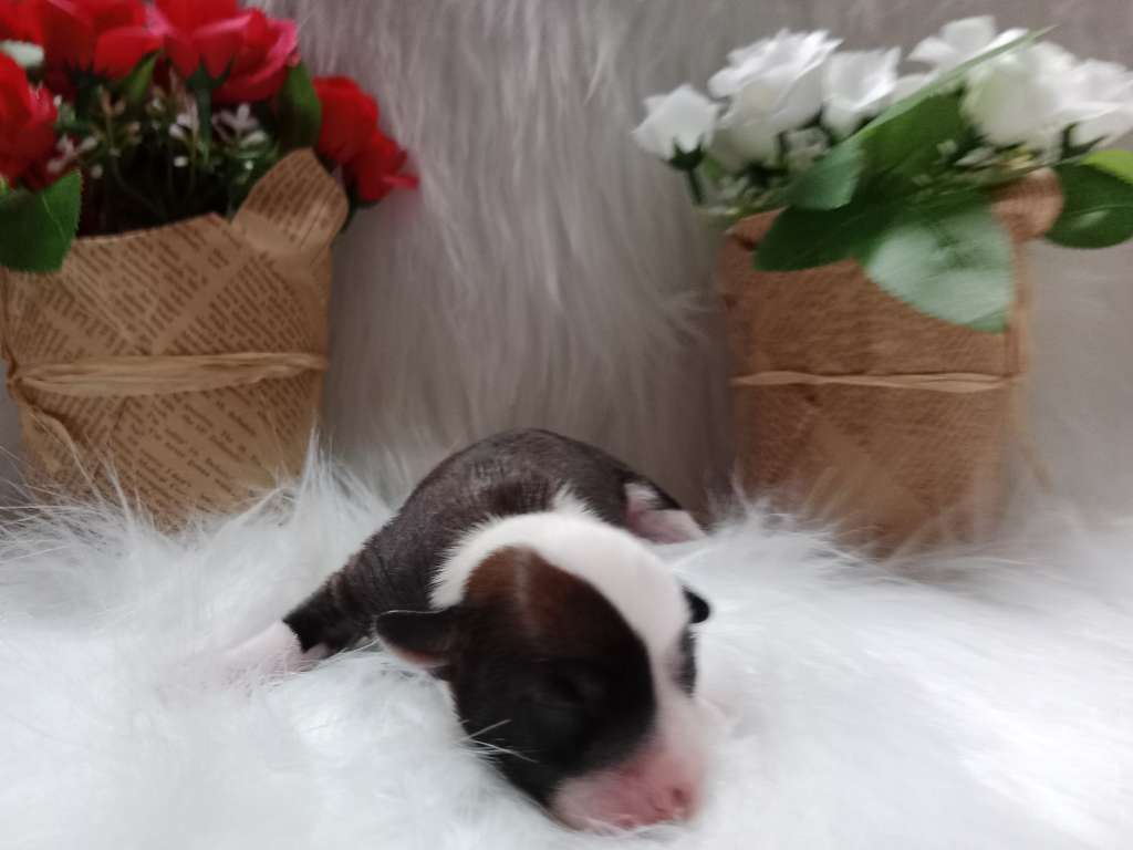 Malibu Ciche Marzenia (fci)