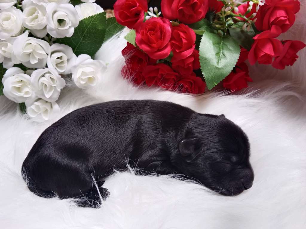 Mira Ciche Marzenia (fci)