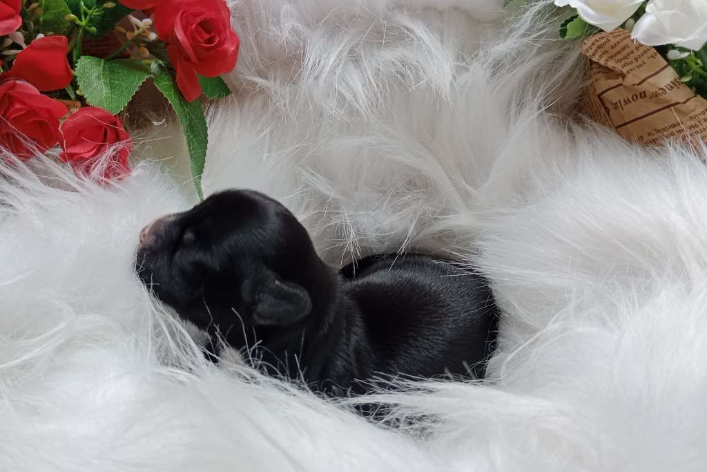 Mila Ciche Marzenia (fci)