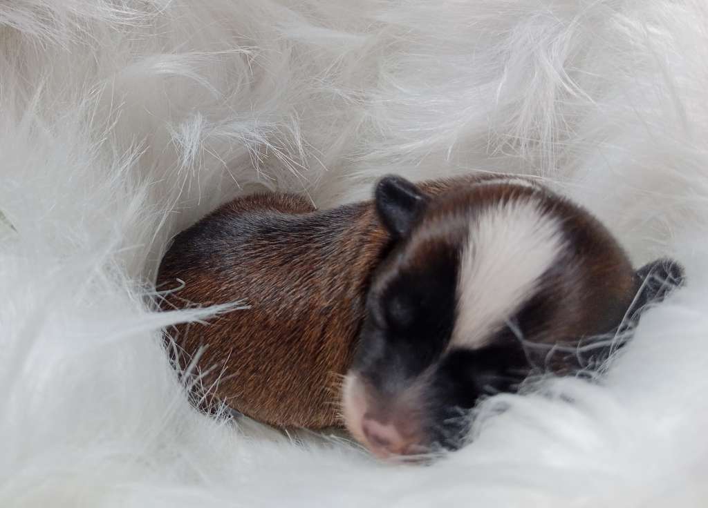 Mia Ciche Marzenia (fci)