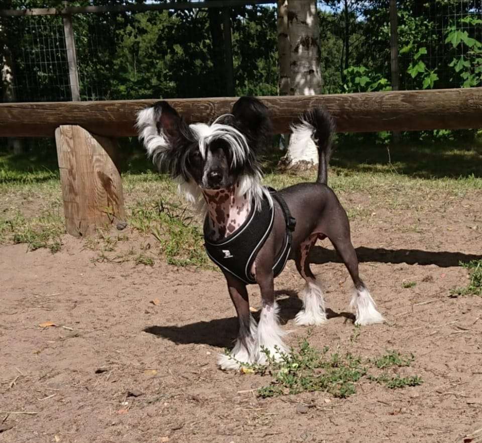 Finhani Designed Café Amore