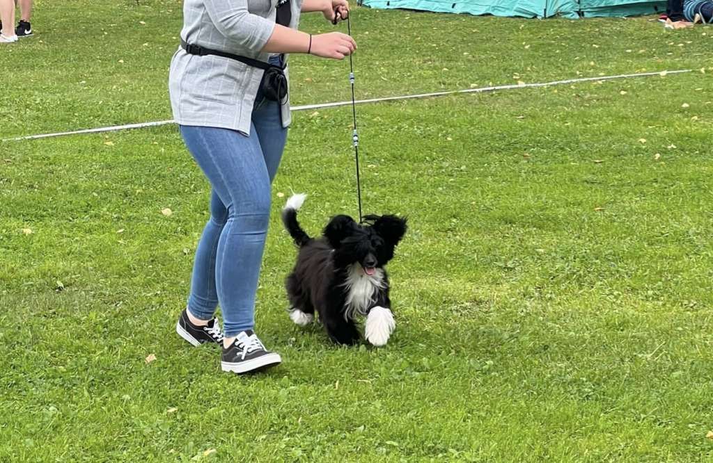 Finhani Smooth Cortado