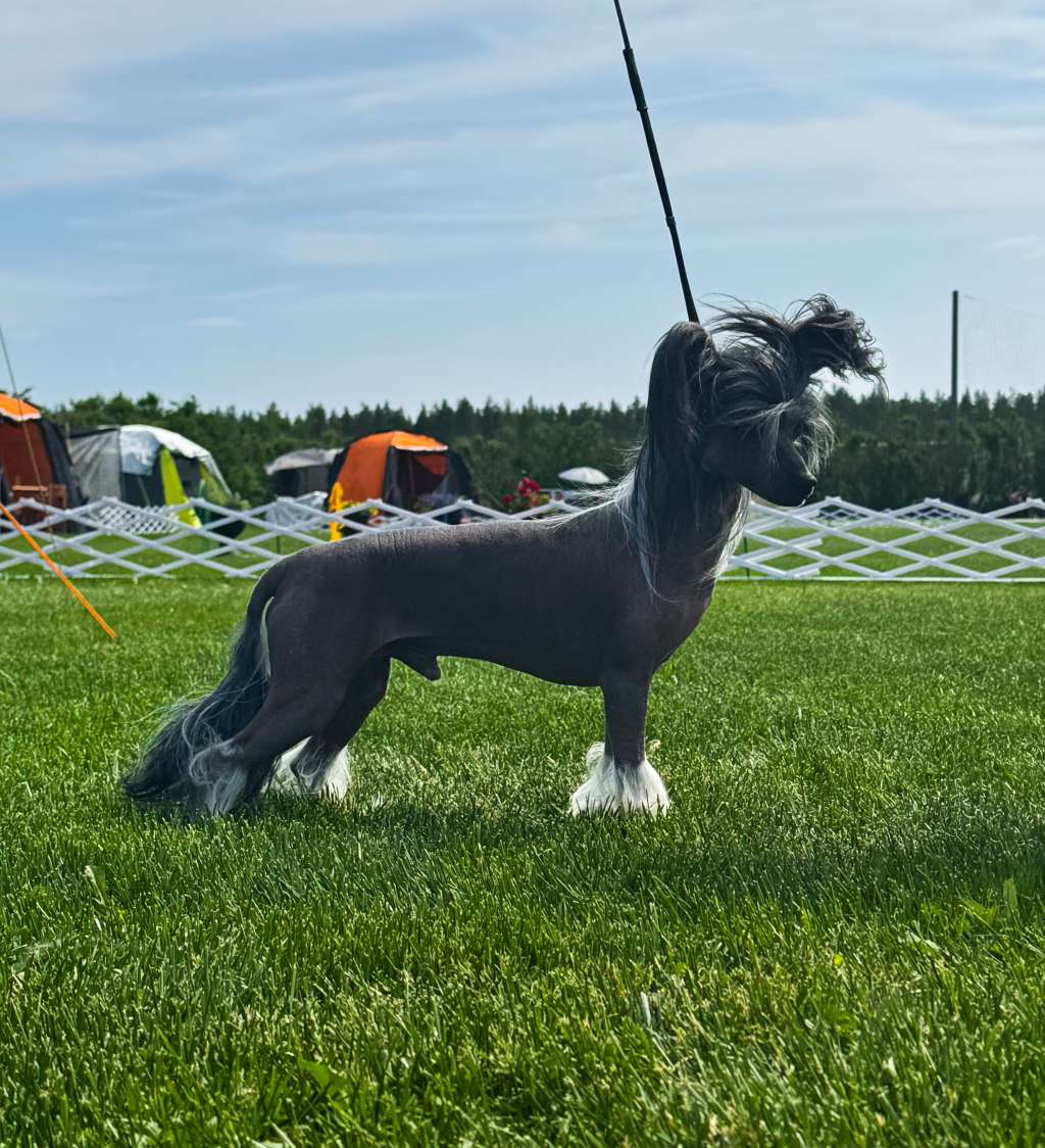 Nomilas Qrimson Ruffles