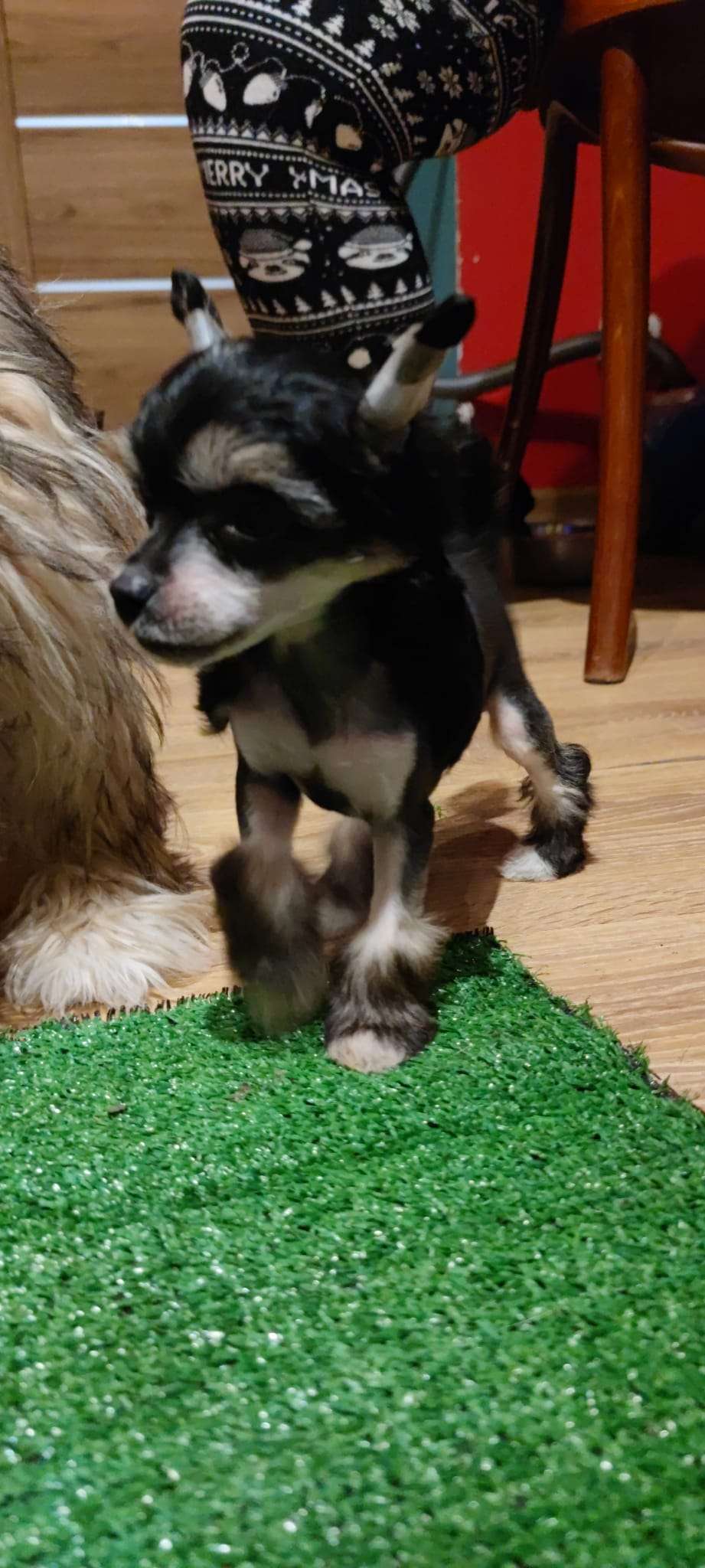 Diabolina ze Zlocistego Raju