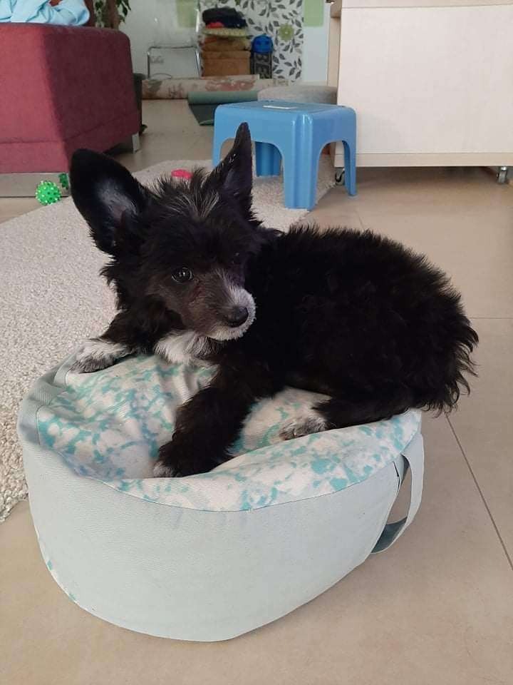 Darling ze Zlocistego Raju