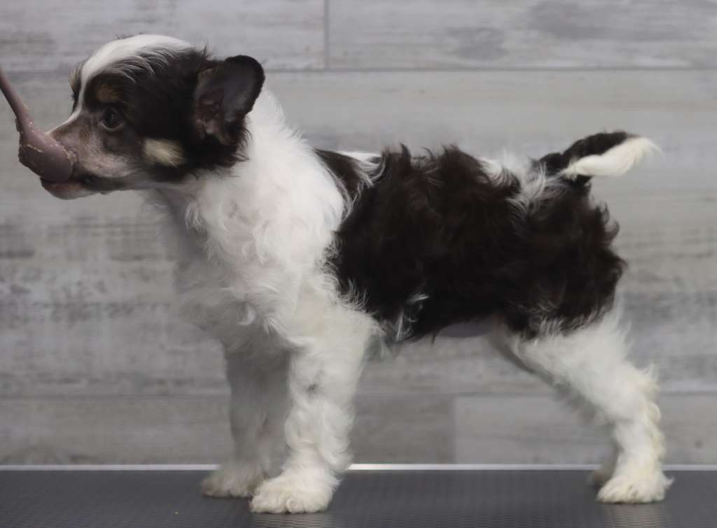 Crestilux Infinite Imagination