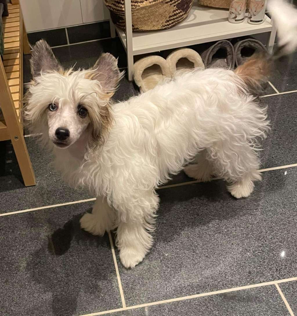 Crestilux Instant Impulse