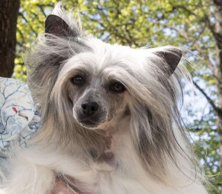 Victoria Bos Bohemia