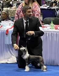 Ukch Bis Akc Gch Ch Crowned Lviv It Or Not Bcat