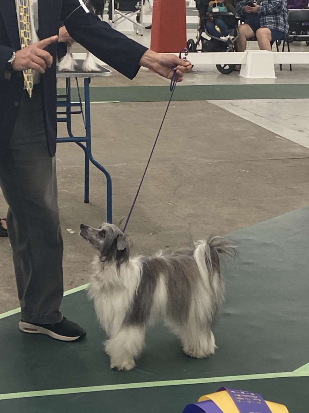 Kaylens Rosebriar Blowing in the Wind