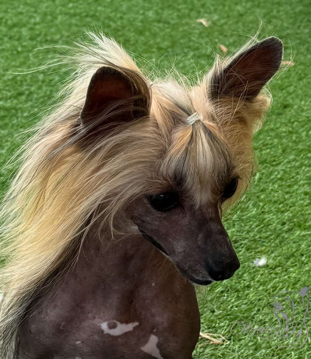 Olyuti's Just Destiny