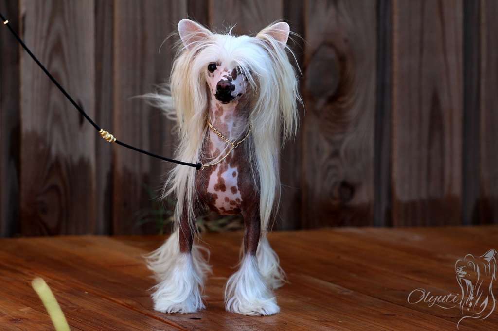 Olyuti's Just Desire