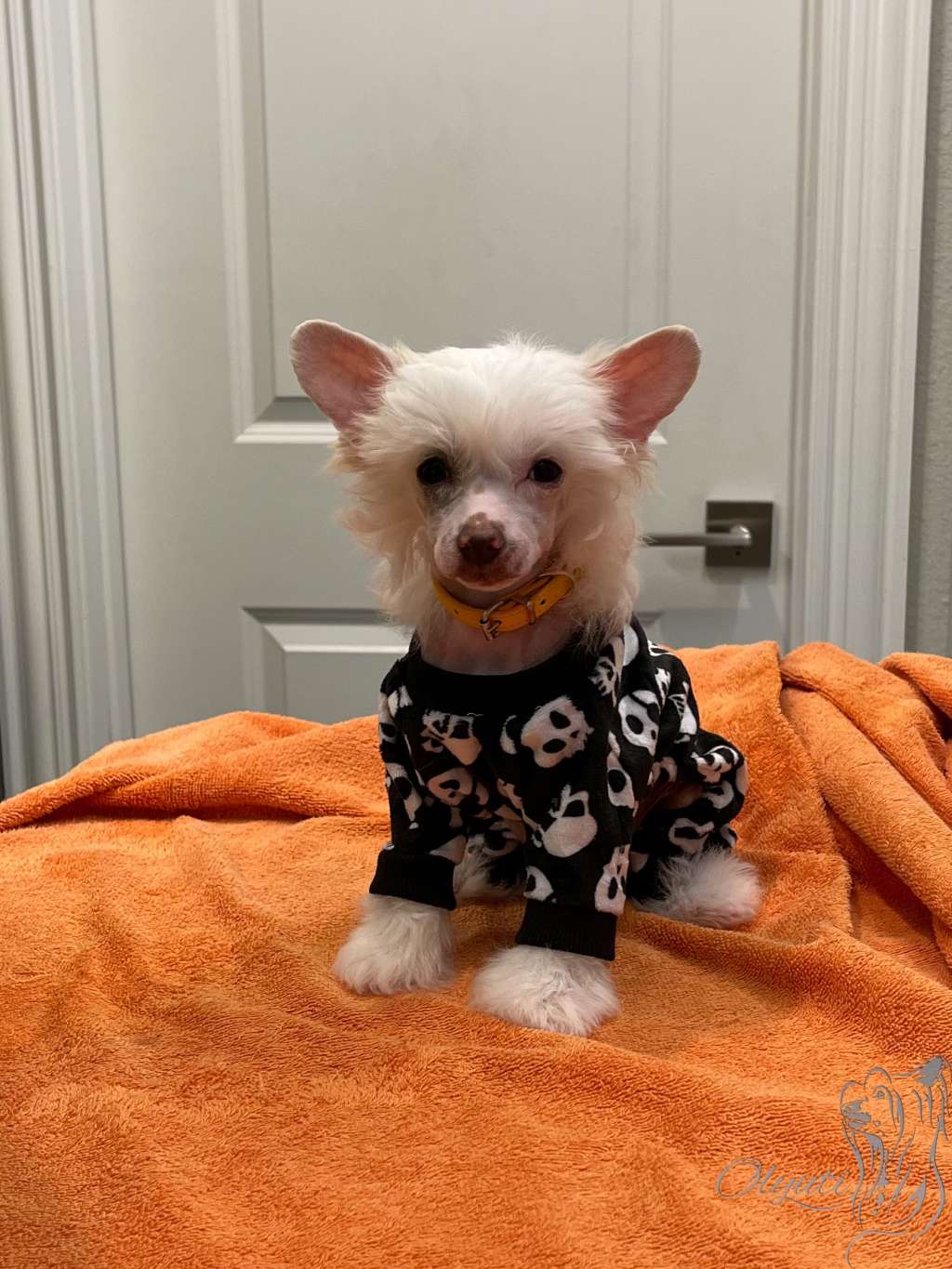 Olyuti's Just Passion