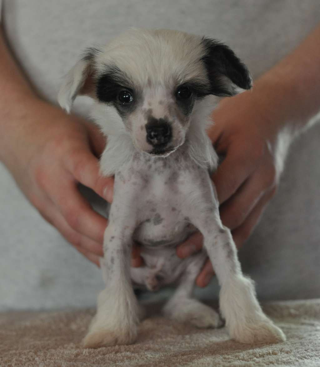 Speechless Pop The Champagne