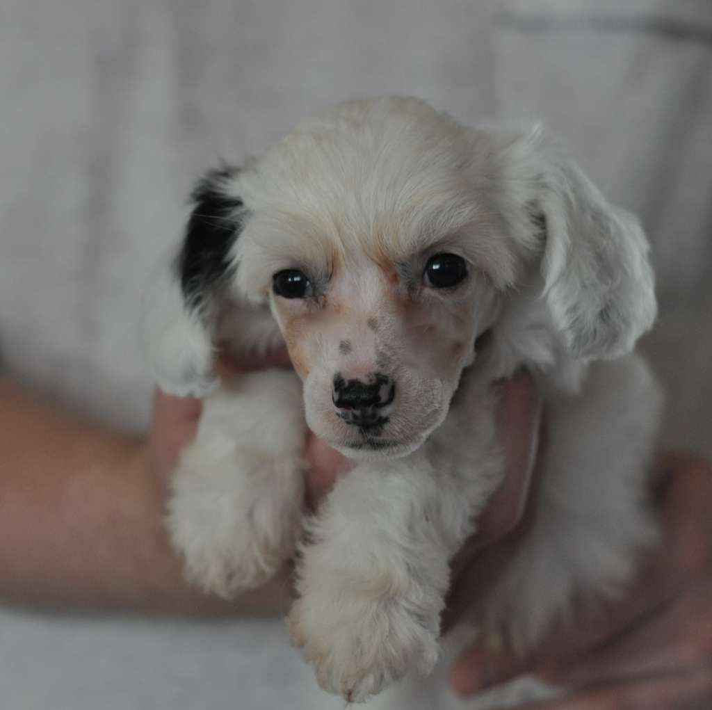 Speechless Raise Your Glass