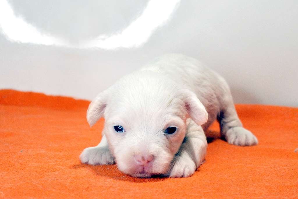 Ksolo Club Khazbulat