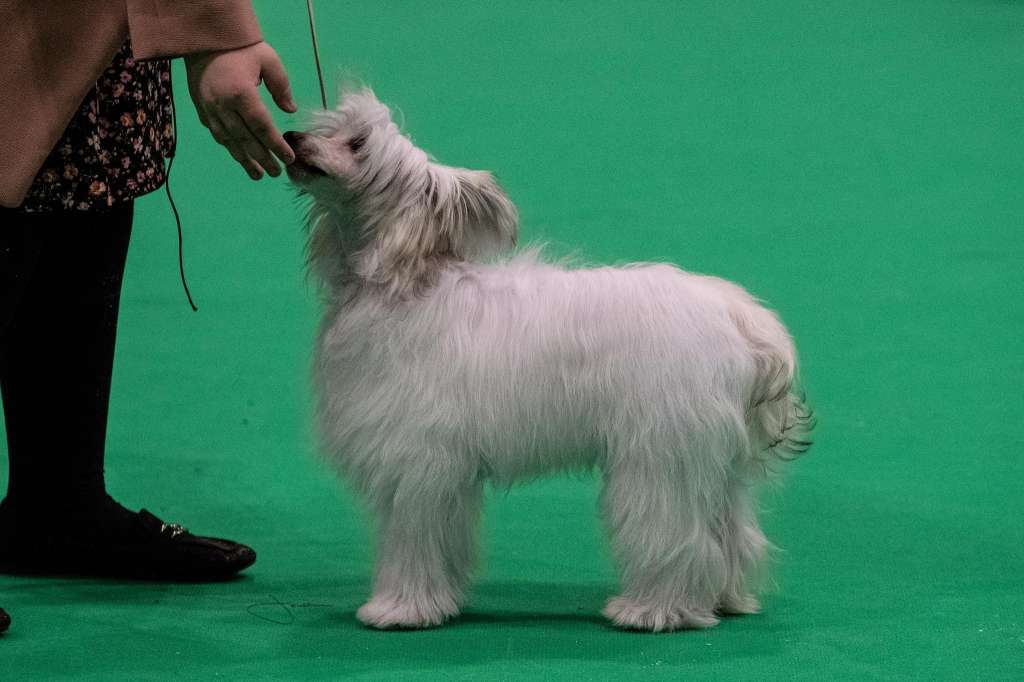 Maniko von Shinbashi at rubyanlo IMP (DEU)