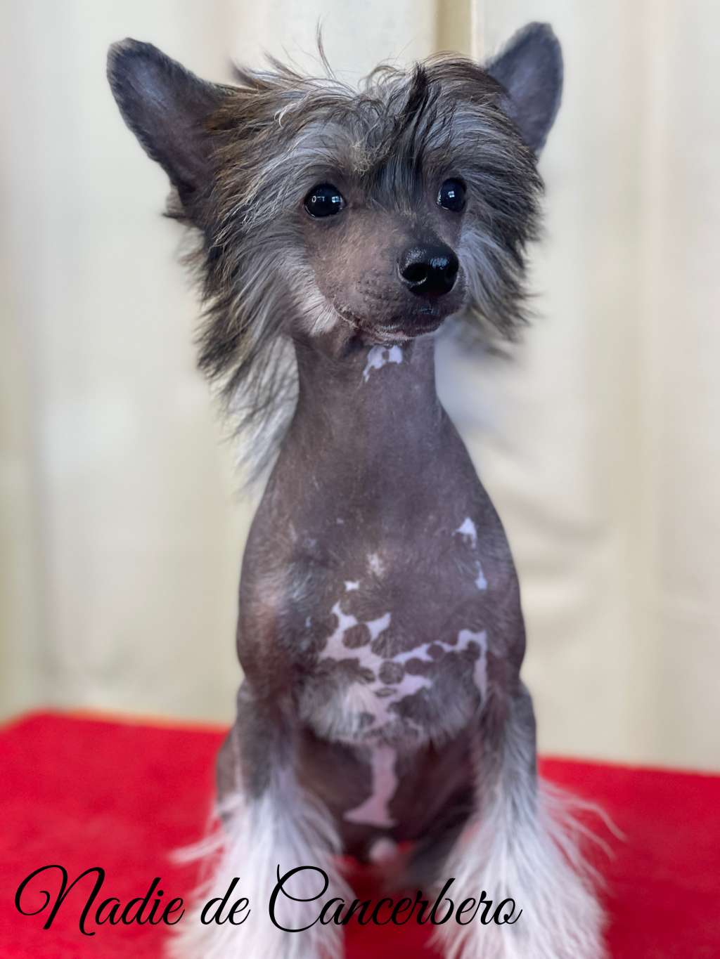 Nadive D Cancerbero Thor