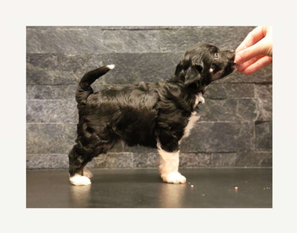 Windy Willow's Nechtan the Water Spirit