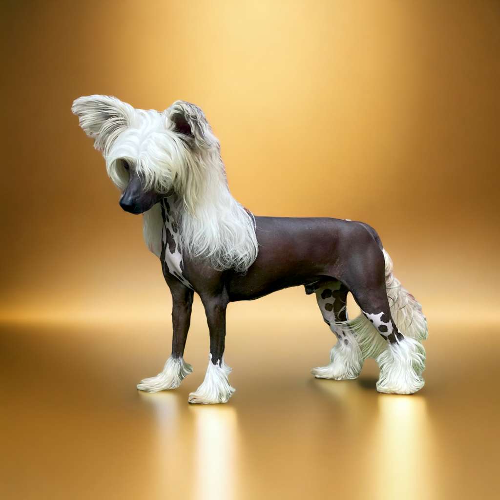 Ch Kojiki's The Look Of Love At Casacavallo JW