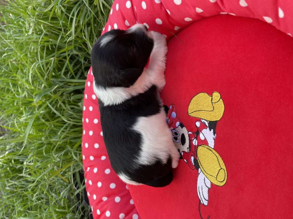 Marydance Jiggle Bells