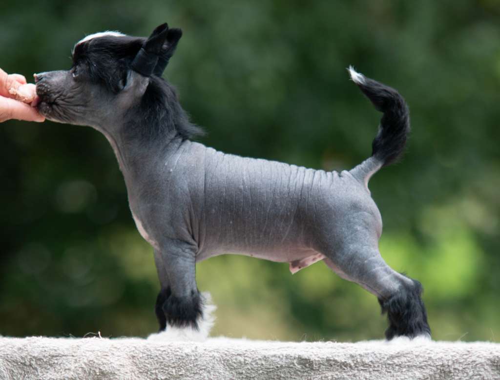 Oakcrest Because I Can