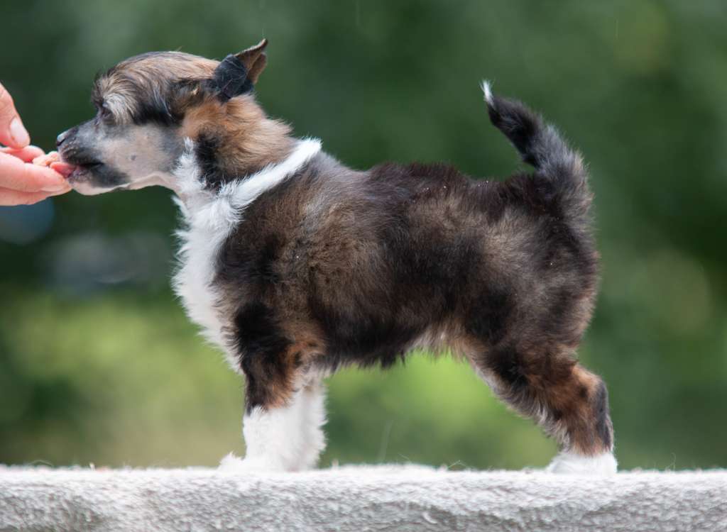 Oakcrest Be In The Flame