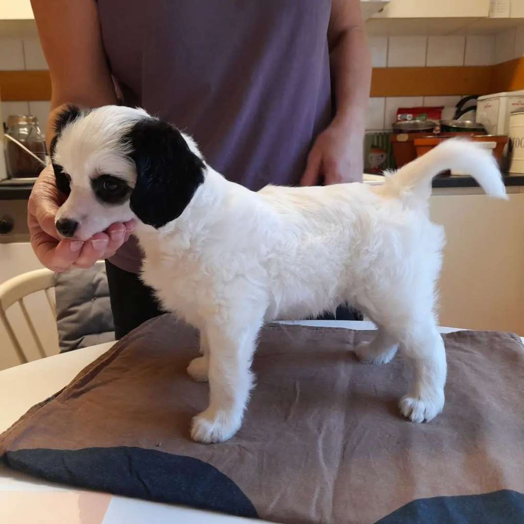 Spotifly Higher Love