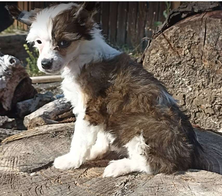 Zizinella z Kamilova dvora