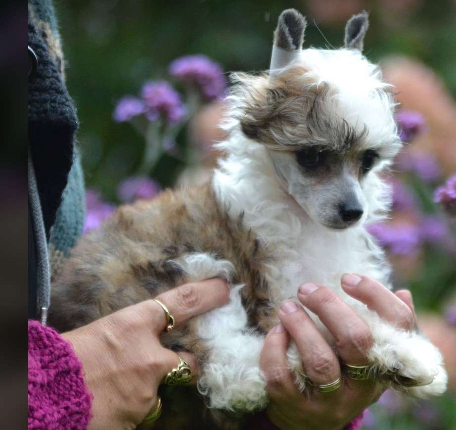 Archie z Kamilova dvora