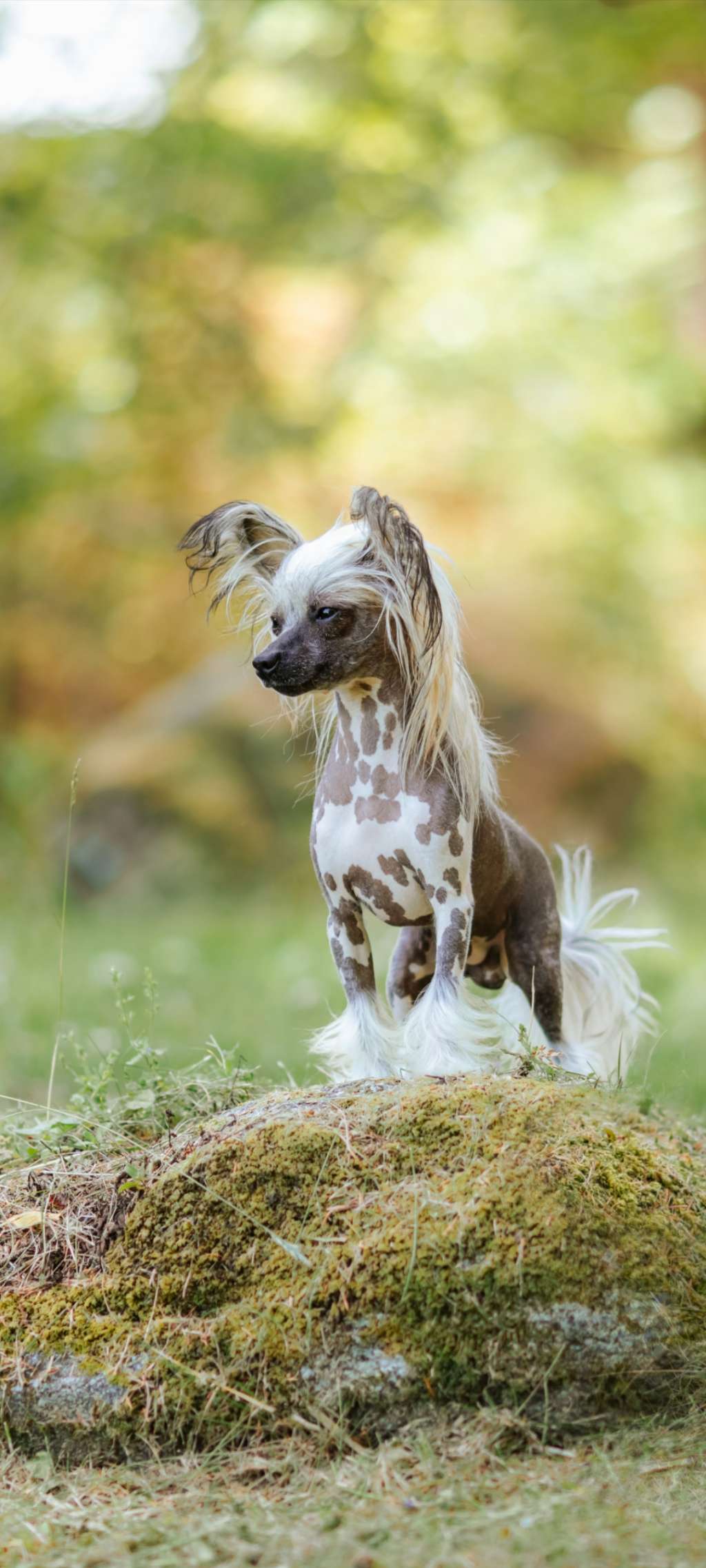 Crested Vixen's Kallax av di