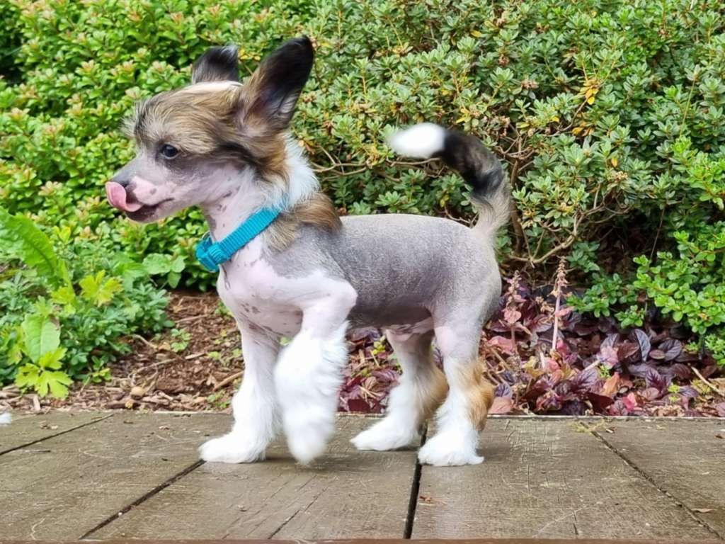 Crested Vixen's Jeg vil Bestå