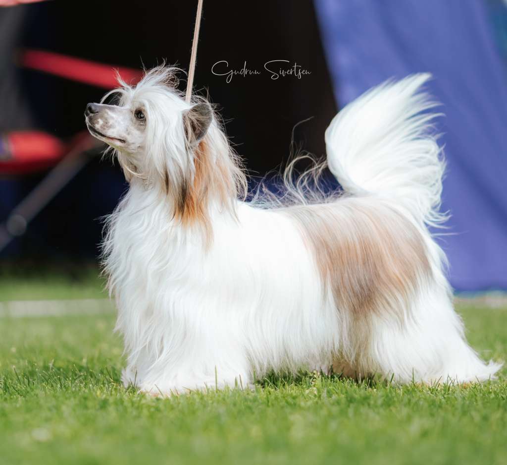 Crested Vixen's Må du Samla deg