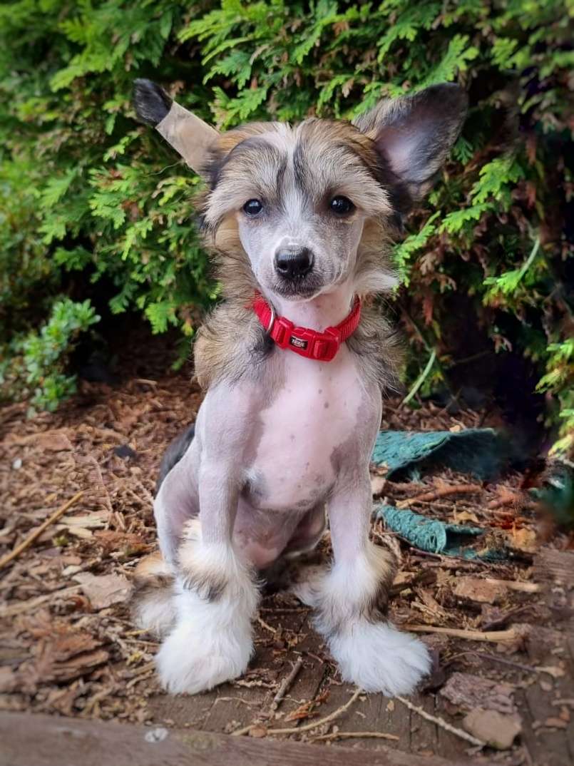 Crested Vixen's Alt er Mulig