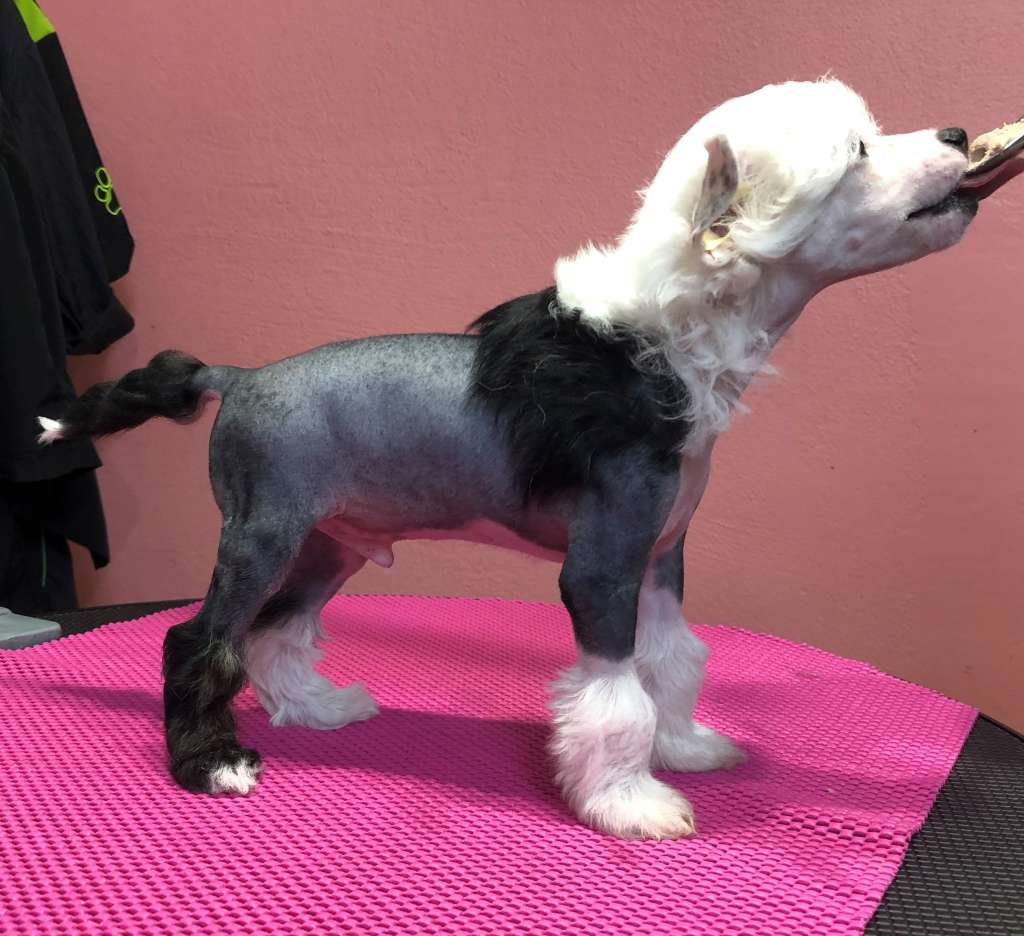 Wild Night's Tai Lung