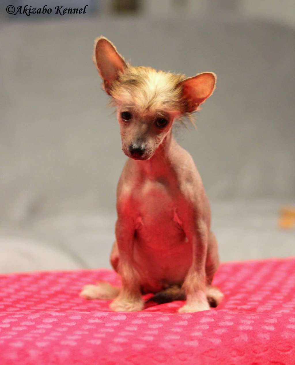 Gniotek Gang Chudzielcow