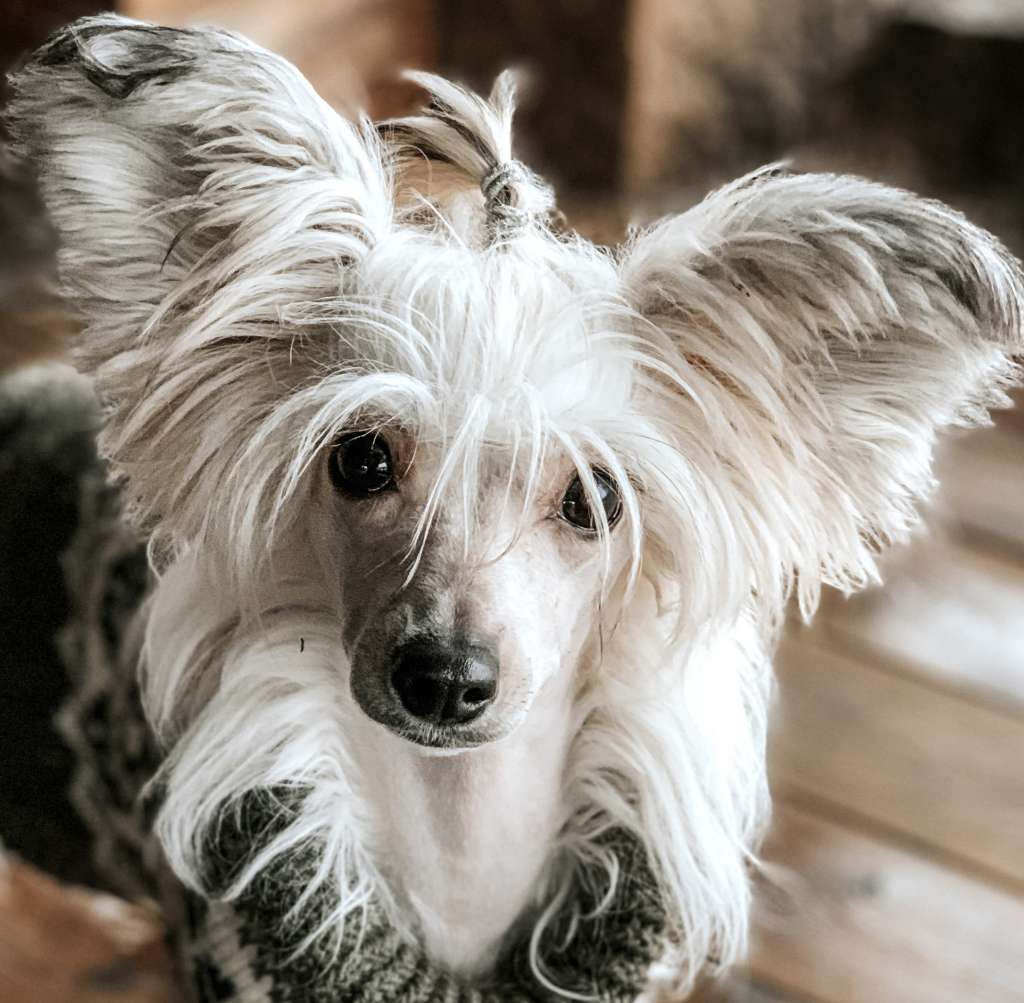 Curlycrest's Miss Adventure