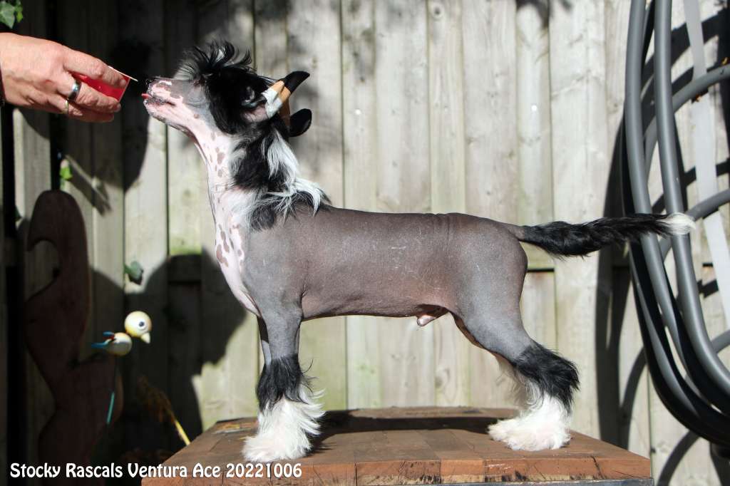 Stocky Rascals Ventura Ace