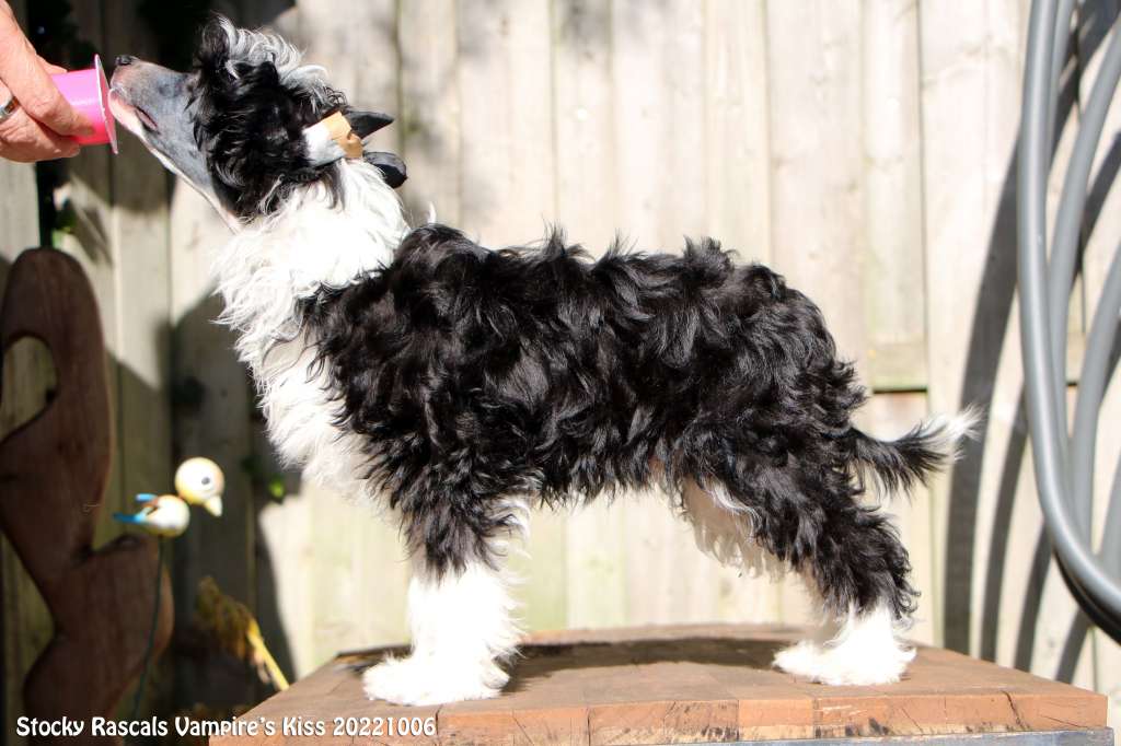 Stocky Rascals Vampire's Kiss