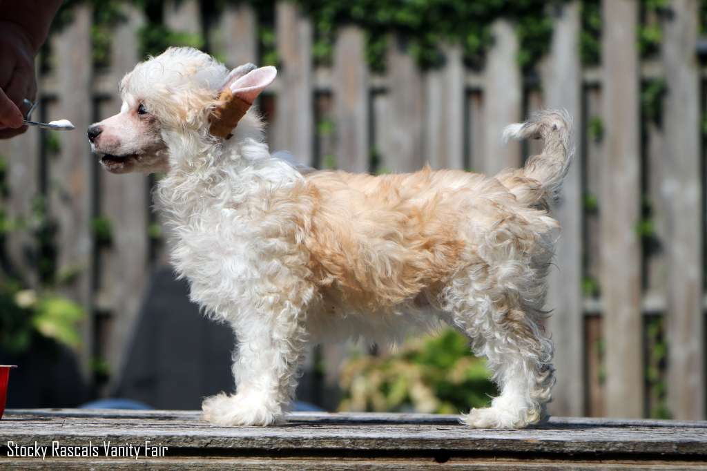 Stocky Rascals Vanity Fair