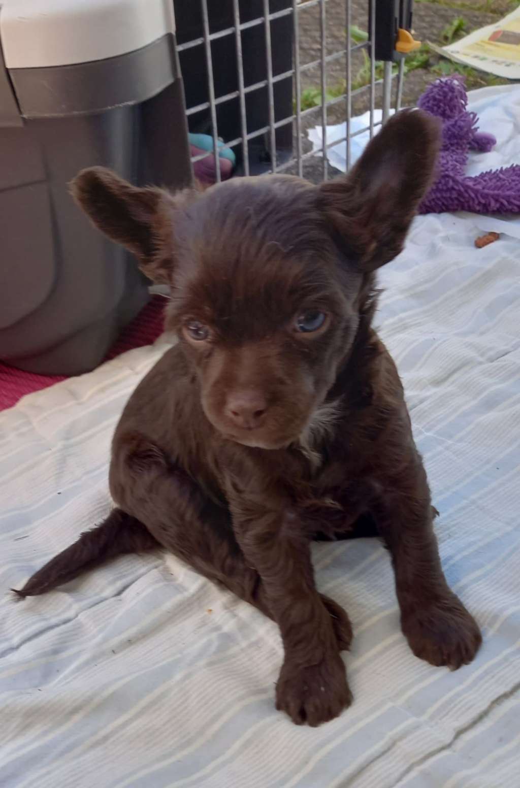 Denize'z Gizmo'z Wrapped Chocolate