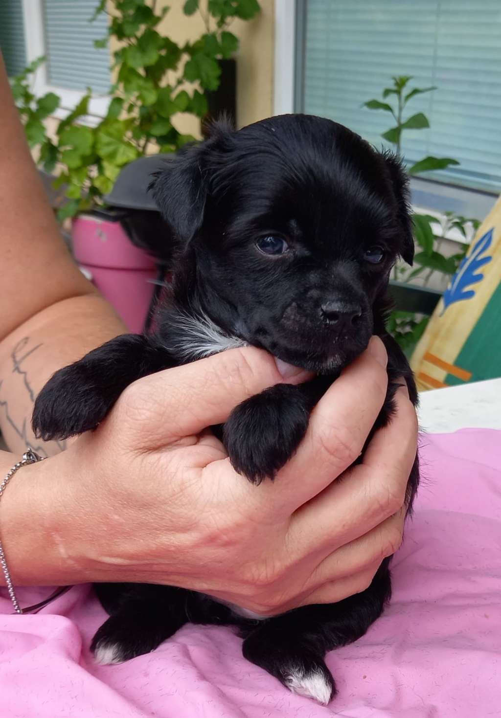 Denize'z Gizmo'z Chocolate Inside