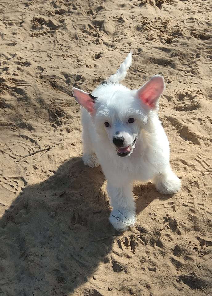 Sol'tanto Huggi Bear