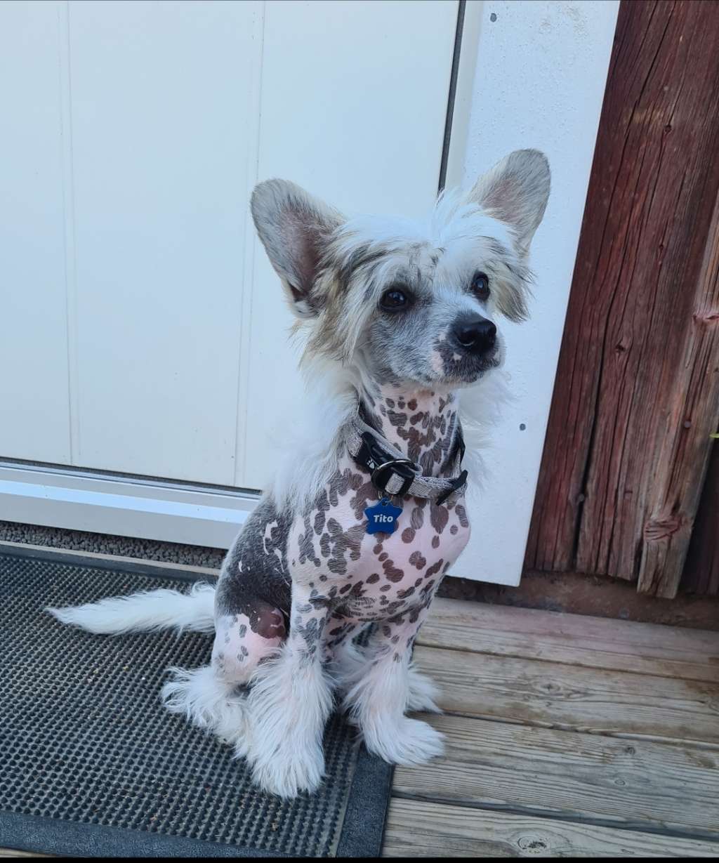 Fejmants The Light in the Tunnel