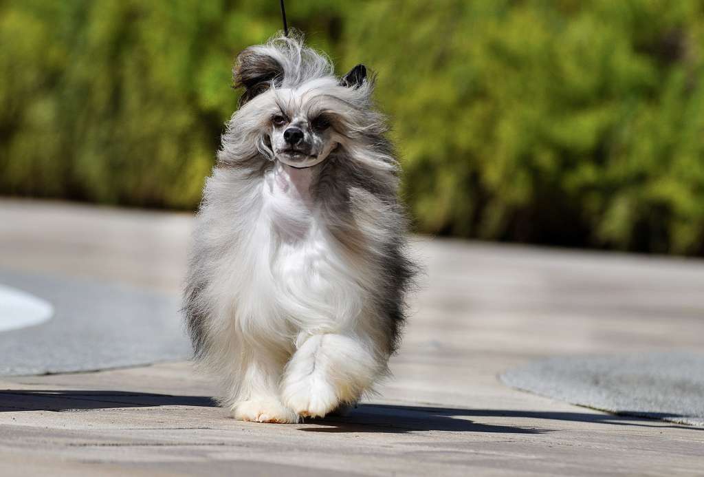 Victory's Laurel Keep Up Blues