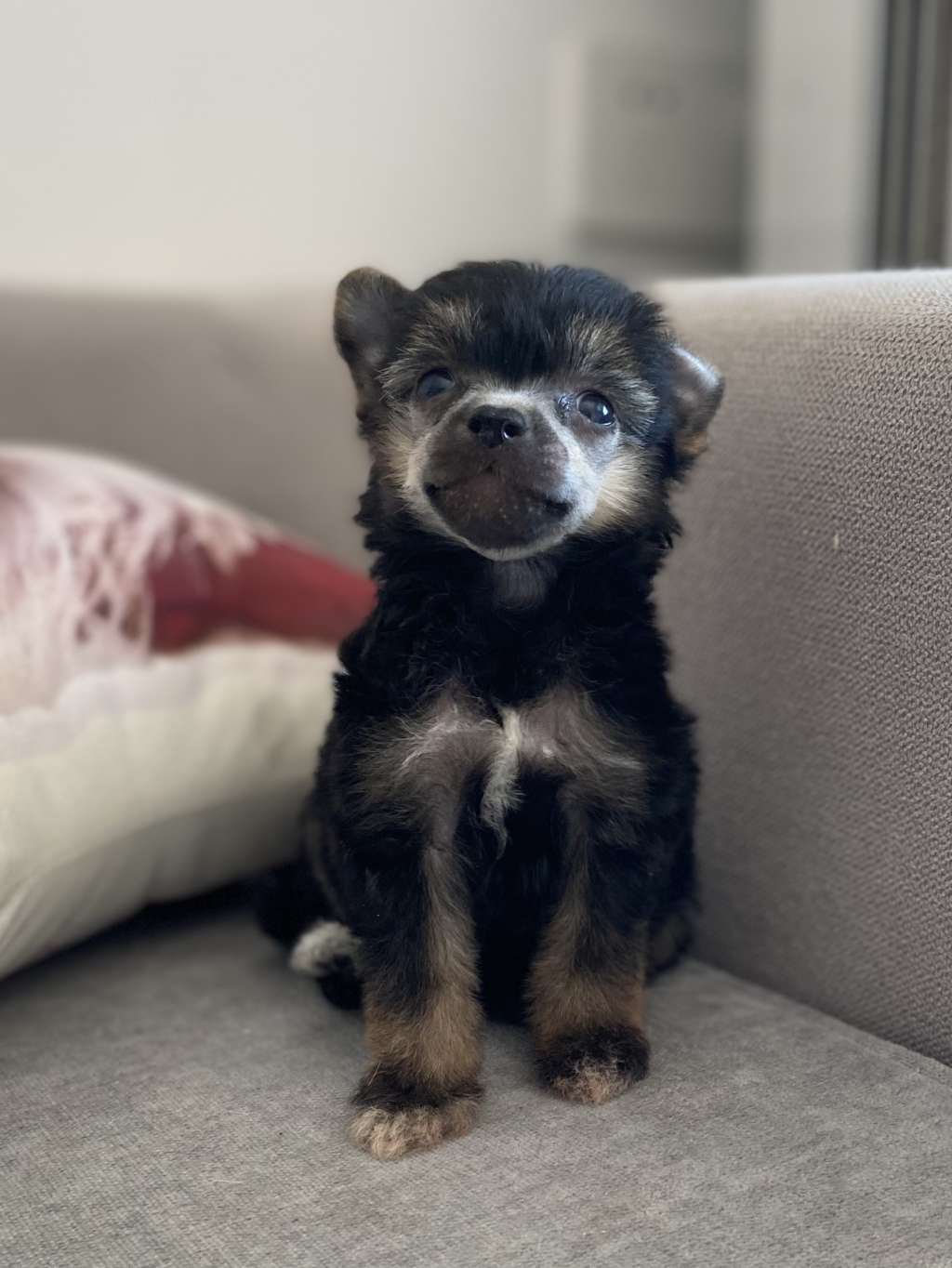 Rosa sinensis kennel