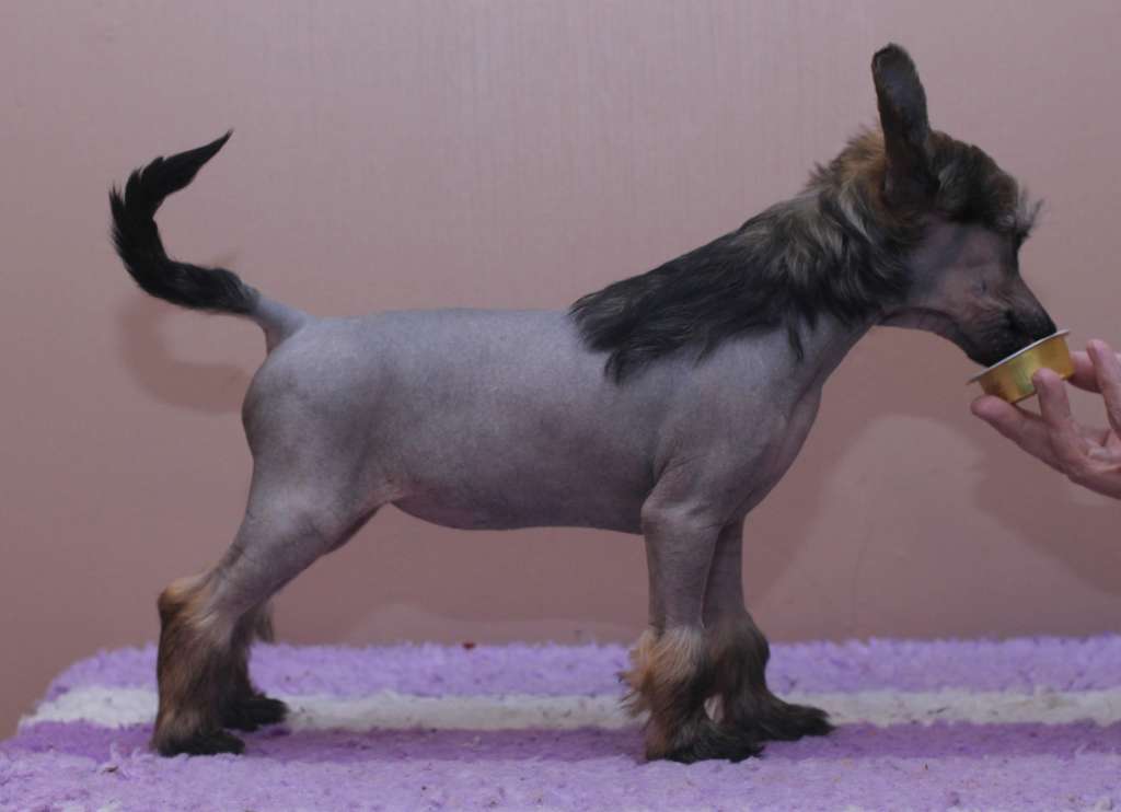 Artic Flyer's You Drive Me Crazy